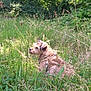 dog, grass, nature, outdoor, sunlight, greenery, tree, wild, canine, fur, serene, daylight, animal, field, leaf, shrub, park, pet, relaxing, summer