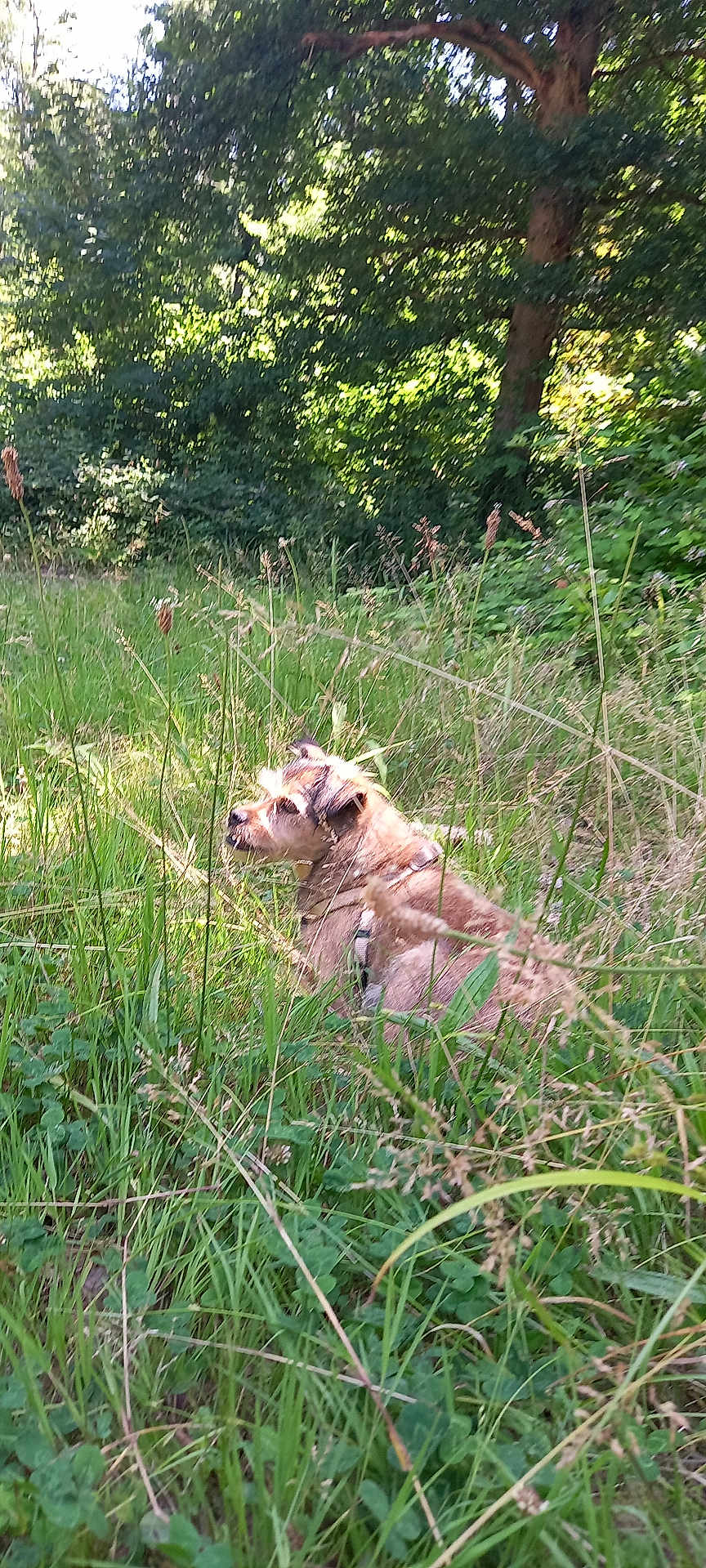 Bonnie participe au concours pour gagner de l'argent avec cette photo : dog, grass, nature, outdoor, sunlight, greenery, tree, wild, canine, fur, serene, daylight, animal, field, leaf, shrub, park, pet, relaxing, summer