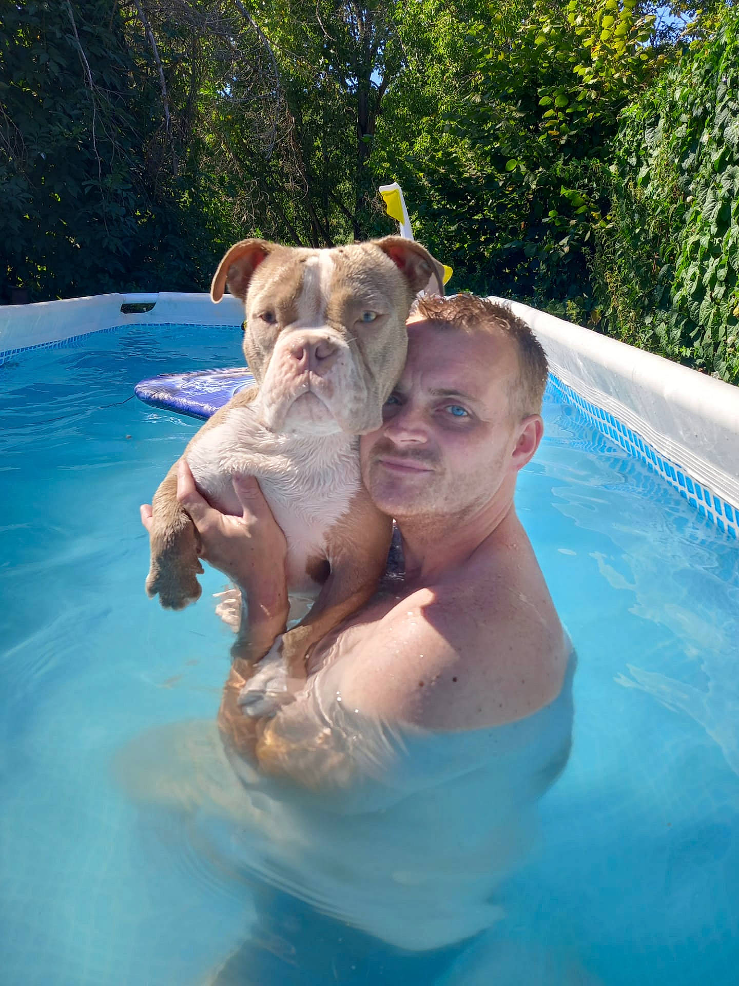 Drago participe au concours pour gagner de l'argent avec cette photo : barechested, bathing, carnivore, chest, companion_dog, dog, dog_breed, fun, grass, happy, leisure, recreation, shorts, smile, summer, swimming_pool, tree, trunk, vacation, water