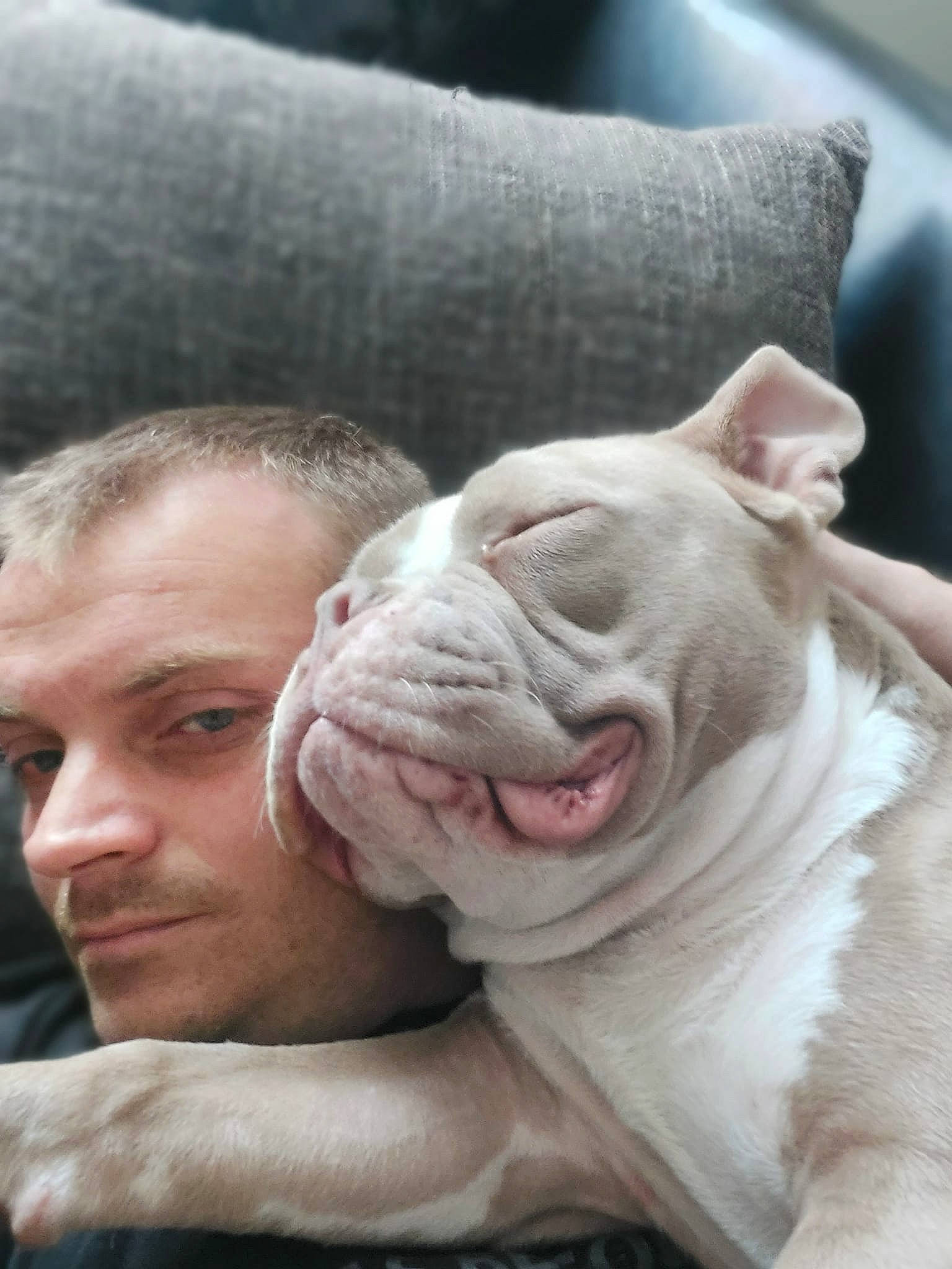 Drago a rejoint le concours — aidez-le/la à gagner de superbes lots ! bulldog, canidae, carnivore, comfort, companion_dog, dog, dog_breed, fawn, fur, happy, nail, non_sporting_group, nose, snout, sporting_group, terrestrial_animal, toy_dog, whiskers, white_english_bulldog, wrinkle