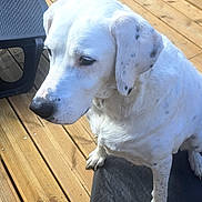 Franklin a rejoint le concours — aidez-le/la à gagner de superbes lots ! dog, white_dog, spotted_fur, wooden_deck, pet, outdoor, animal, sitting, calm, daylight, fur, paw, quiet, relaxed, domestic_animal, companion, quiet_moment, natural_light, bench, mat