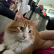 Meatball joined the competition — help win amazing prizes! cat, closeup, clutter, couch, ears, eyes, fluffy_cat, furniture, indoor, nose, orange_cat, papers, paws, person, pet, pink_clothing, relaxed, toy, whiskers, white_fur