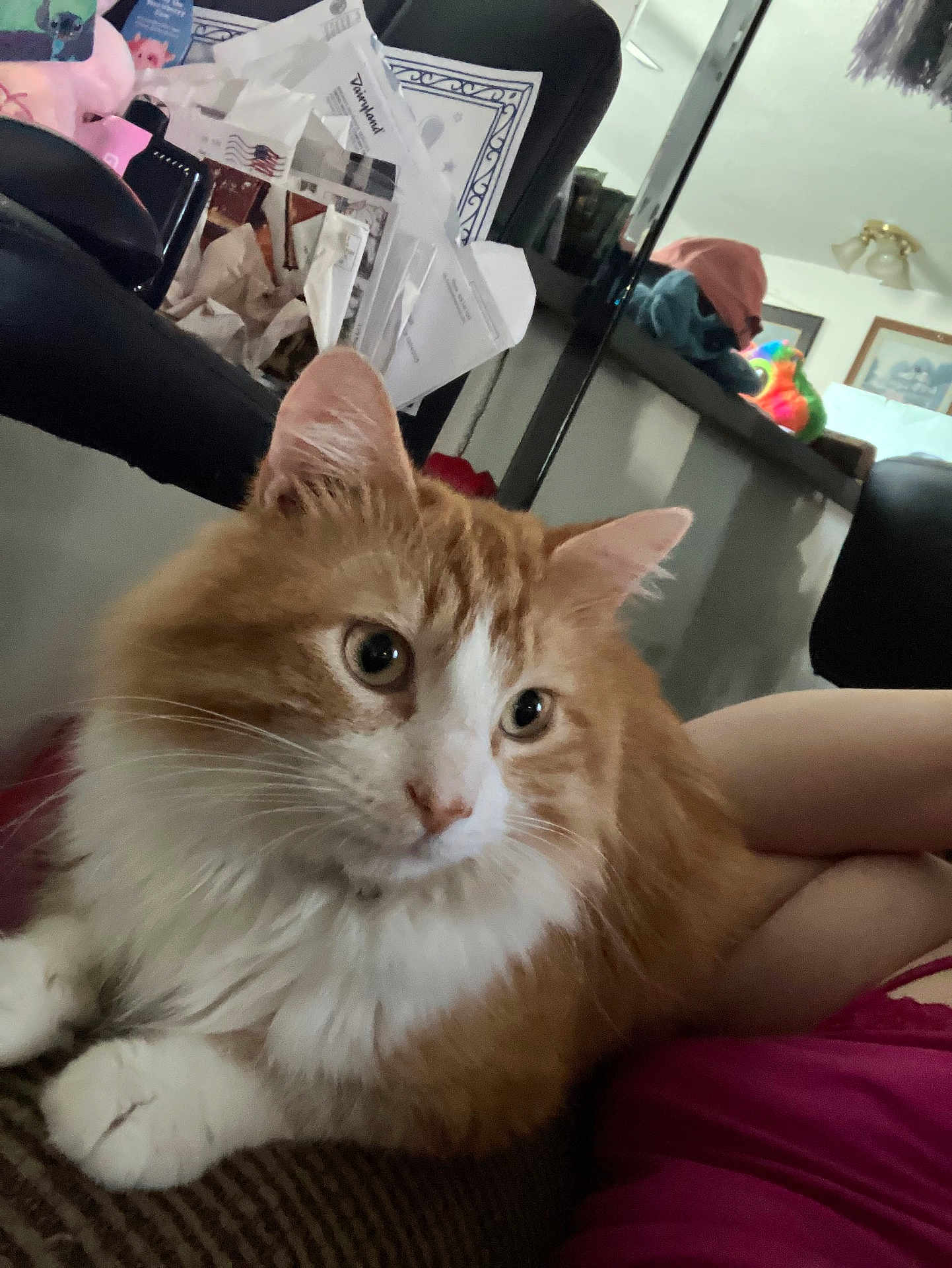 Meatball joined the competition — help win amazing prizes! cat, closeup, clutter, couch, ears, eyes, fluffy_cat, furniture, indoor, nose, orange_cat, papers, paws, person, pet, pink_clothing, relaxed, toy, whiskers, white_fur