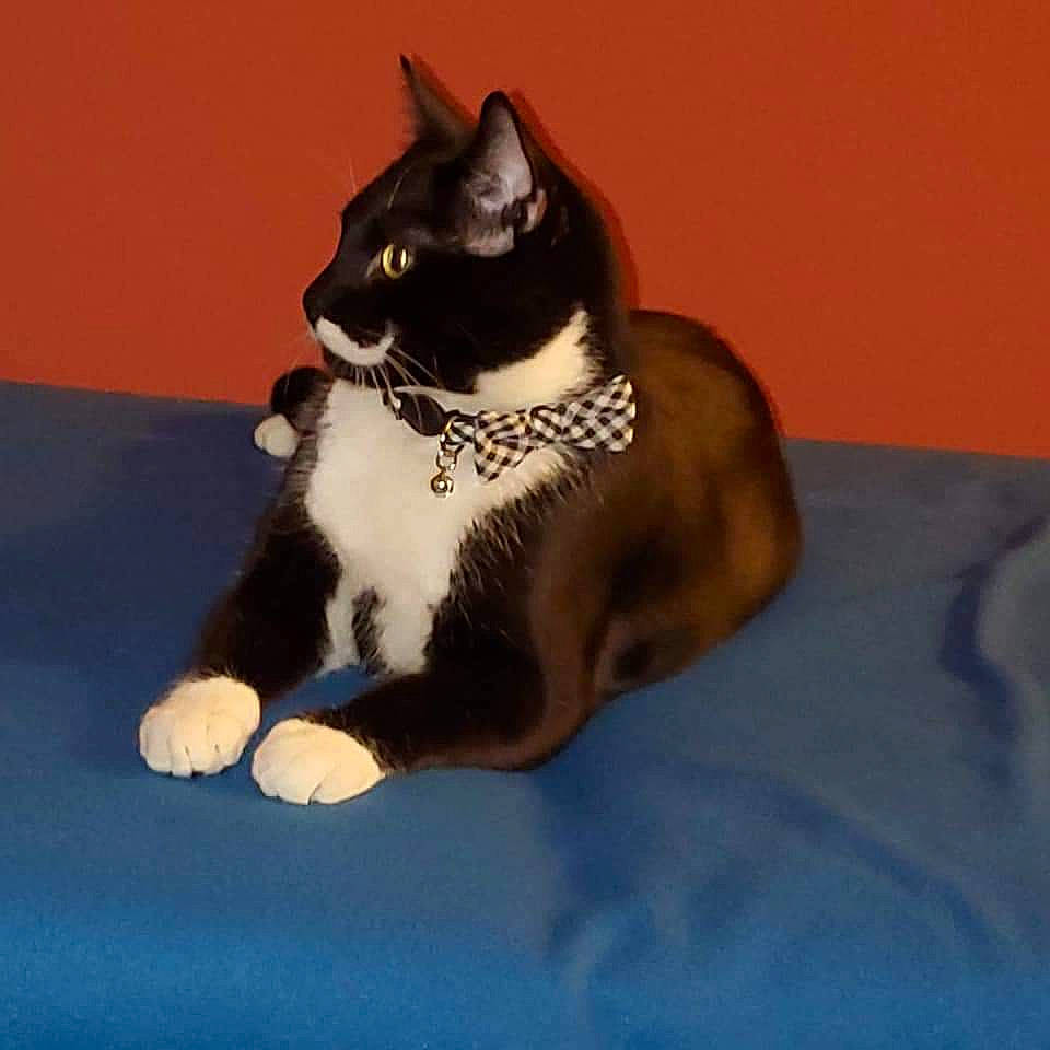 Stache is registered to the contest to win money with this photo: american_wirehair, carnivore, cat, domestic_short_haired_cat, european_shorthair, felidae, fur, japanese_bobtail, kitten, mammal, paw, polydactyl_cat, small_to_medium_sized_cats, snowshoe, tail, whiskers