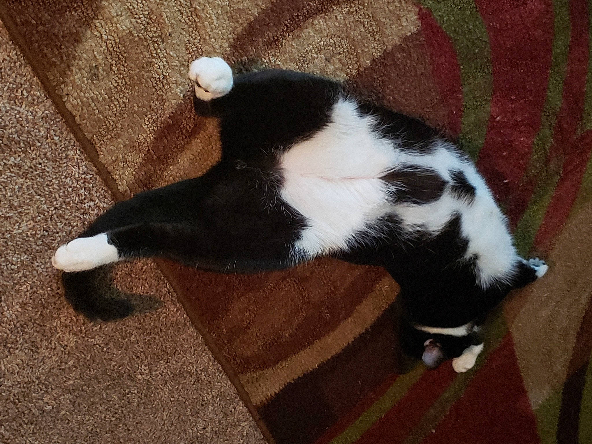 Stache is registered to the contest to win money with this photo: canidae, carnivore, cat, felidae, fur, small_to_medium_sized_cats, tail, whiskers