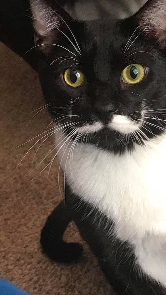 Stache is registered to the contest to win money with this photo: asian, black_and_white, black_cat, bombay, burmese, carnivore, cat, domestic_short_haired_cat, eye, felidae, fur, kitten, mammal, polydactyl_cat, small_to_medium_sized_cats, snout, whiskers