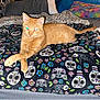 Simba is registered to the contest to win money with this photo: cat, ginger_cat, blanket, patterned_blanket, skull_pattern, floral_pattern, bed, pillow, indoor, pet, feline, animal, resting, cozy, crossed_paws, orange_fur, domestic_cat, cute, sleepy, relaxed