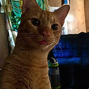 Simba joined the competition — help win amazing prizes! cat, ginger_cat, pet, indoor, living_room, couch, furniture, curious, tongue_out, close_up, wall_art, vacuum_cleaner, curtains, home, domestic_animal, portrait, whiskers, ears, eyes, fur