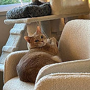 Willow is registered to the contest to win money with this photo: cat, armchair, cat_tree, toy, string, window, indoor, furniture, pet, relaxed, orange_cat, cozy, fluffy, animal, playful, home, light, daylight, curtain, carpet