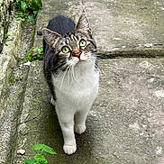 Bonnie is registered to the contest to win money with this photo: animal, cat, close_up, curious, cute, daylight, fur, green_eyes, looking_up, moss, nature, outdoor, pet, plants, sidewalk, small_plant, stone_path, tabby_cat, whiskers, wildlife