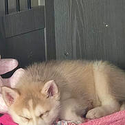 Donut joined the competition — help win amazing prizes! puppy, dog, sleeping, husky, fur, pink_towel, cozy, indoors, resting, cute, pet, animal, wooden_background, soft, young_dog, adorable, calm, relaxed, fluffy, nap