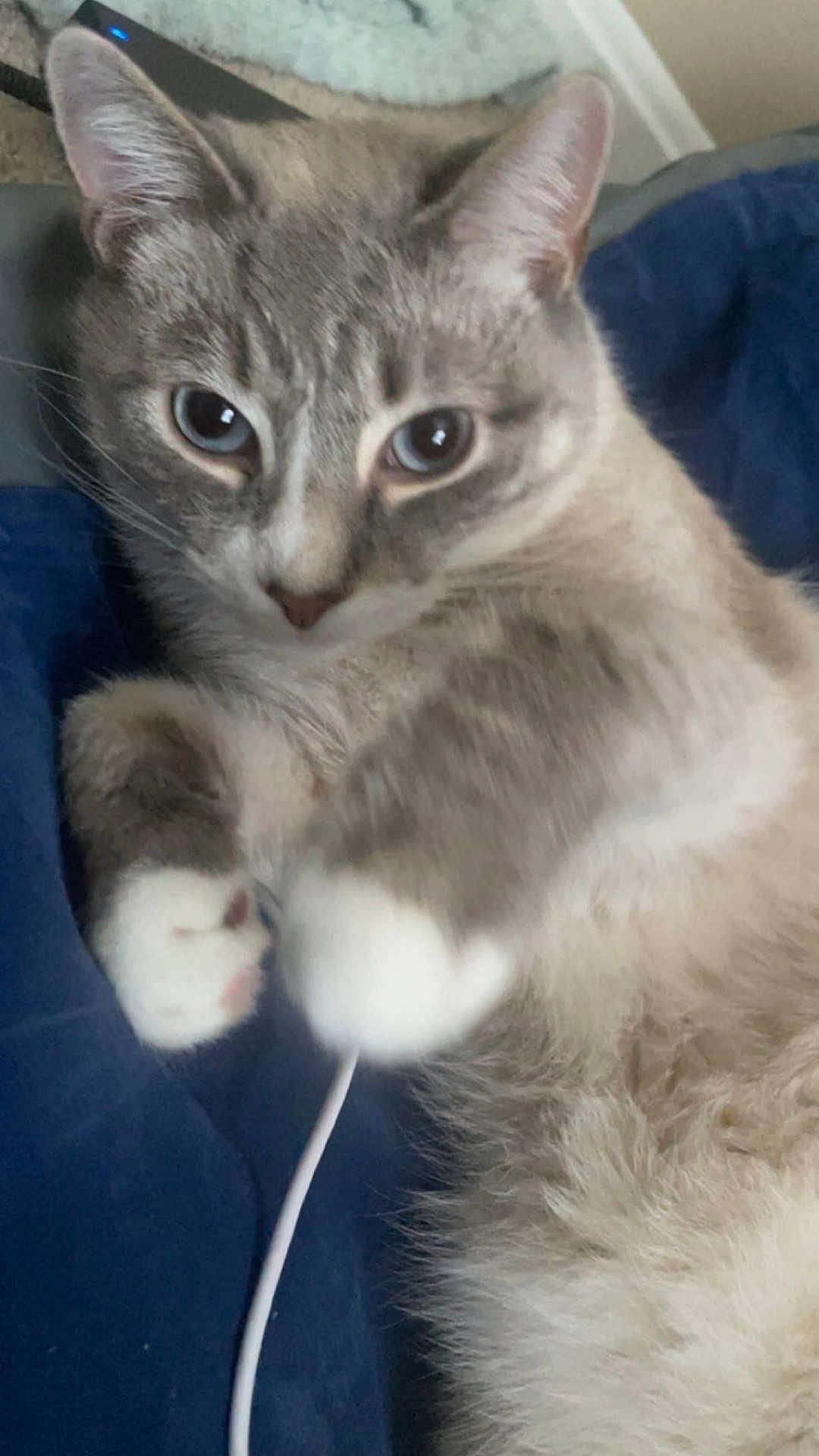 Yuki joined the competition — help win amazing prizes! cat, blue_eyes, close_up, fur, paws, cable, indoor, curious, pet, feline, laying, whiskers, soft_fur, domestic_animal, animal, cute, portrait, relaxed, looking_at_camera, blue_background