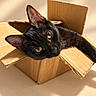 Batman participe au concours pour gagner de l'argent avec cette photo : cat, black_cat, animal, pet, feline, cardboard_box, box, indoors, sunlight, warm_lighting, close_up, portrait, green_eyes, whiskers, ears, lying_down, relaxed, playful, home, cardboard