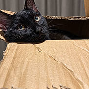 Batman a rejoint le concours — aidez-le/la à gagner de superbes lots ! black_cat, cat, feline, animal, pet, whiskers, ears, eyes, green_eyes, fur, short_hair, lying_down, resting, cardboard_box, box, indoors, close_up, portrait, curious, cute