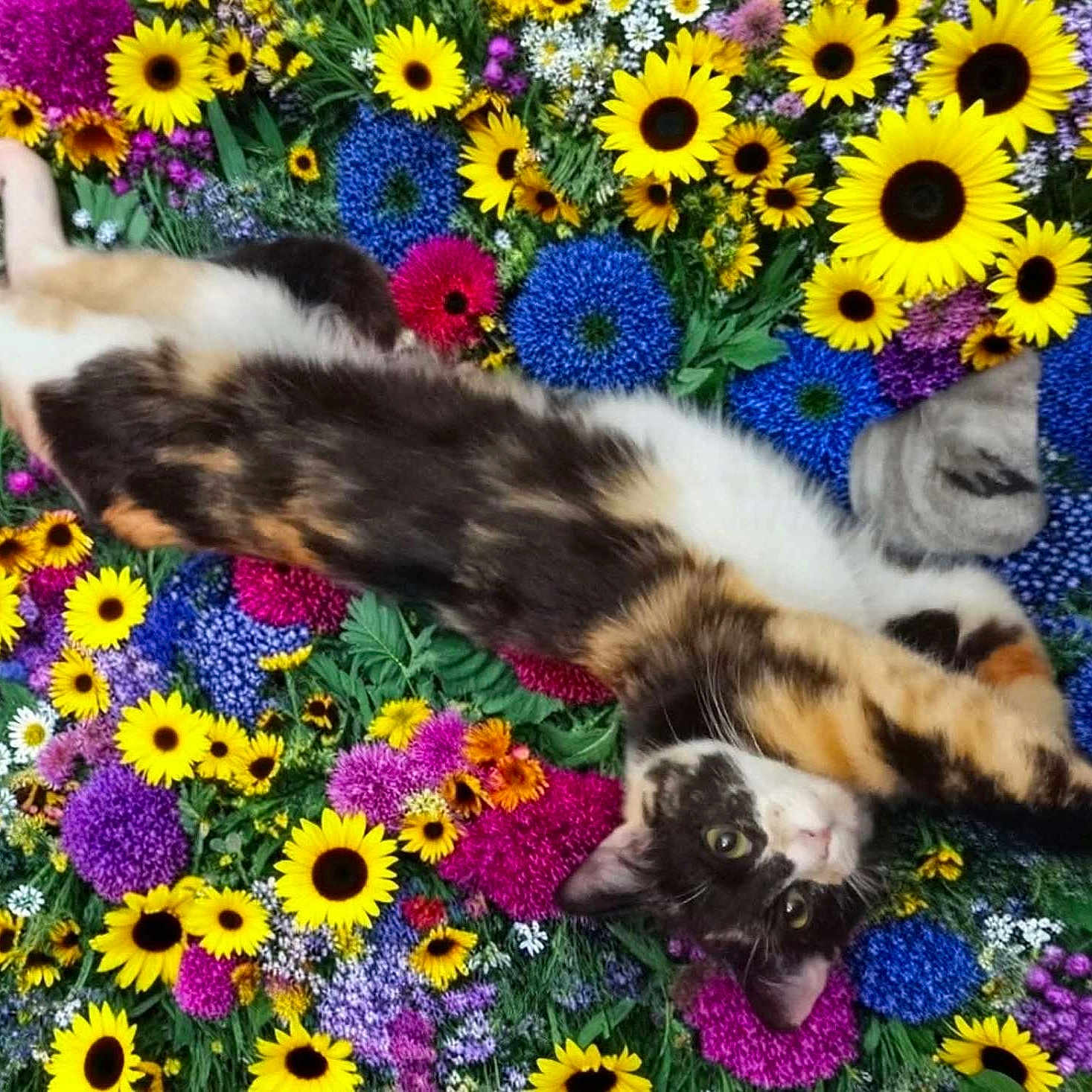 Kitten