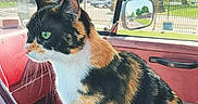 Kitten joined the competition — help win amazing prizes! calico_cat, cat, animal, pet, vehicle_interior, dashboard, window, red_interior, side_mirror, outdoor, tree, fence, sunny_day, greenery, looking_out, whiskers, fur_pattern, domestic_cat, side_view, curiosity