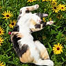 Kitten joined the competition — help win amazing prizes! animal, calico, cat, colorful, cute, flower, fluffy, garden, grass, greenery, nature, outdoor, paw, pet, playful, relaxation, stretching, sunlight, whiskers, yellow_flower