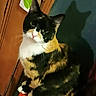 Kitten is registered to the contest to win money with this photo: animal, calico_cat, cat, closeup, curious, domestic_animal, door, door_hanger, ears, feline, fur, green_leaf, indoor, looking, pet, shadow, sitting, wall, whiskers, wood