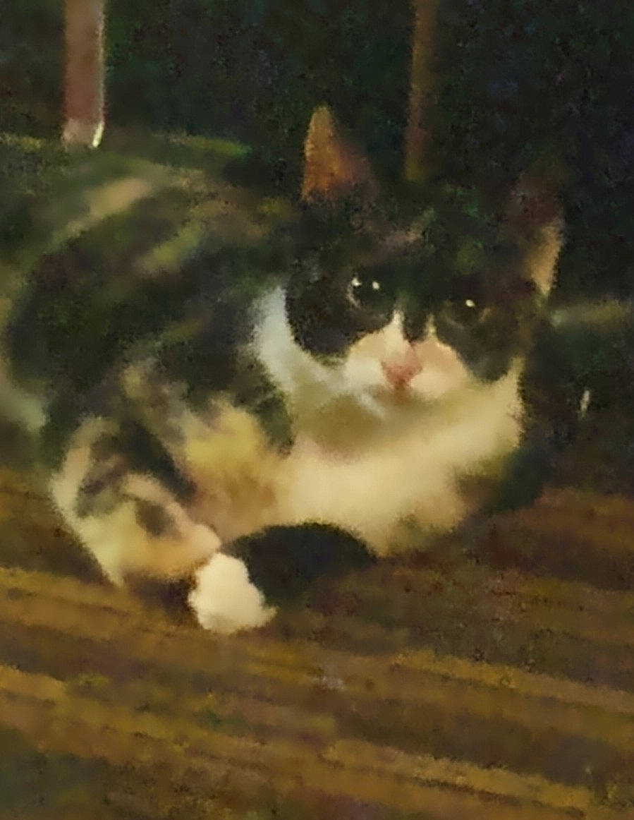 Kitten joined the competition — help win amazing prizes! carnivore, cat, domestic_short_haired_cat, eye, felidae, fur, grass, hardwood, night, paw, small_to_medium_sized_cats, snout, square, tail, terrestrial_animal, tints_and_shades, whiskers, wood