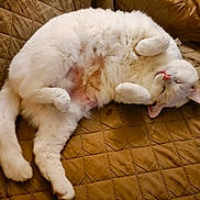 Snowlflake is registered to the contest to win money with this photo: cat, white_cat, sleeping, pet, animal, cozy, fluffy, fur, cute, relaxed, indoor, quilted_blanket, brown, soft, resting, paw, whiskers, nap, feline, domestic_cat