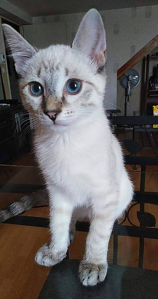 Lune participe au concours pour gagner de l'argent avec cette photo : carnivore, cat, domestic_short_haired_cat, felidae, fur, paw, pet_supply, shelf, small_to_medium_sized_cats, snout, tail, whiskers