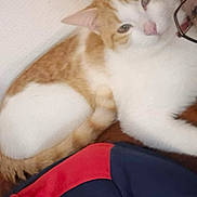 Cacahuete participe au concours pour gagner de l'argent avec cette photo : blanket, cat, close_up, clothing, couch, cozy, feline, fur, glasses, human, indoor, lying_down, orange_cat, partial_face, paw, pet, portrait, relaxed, tail, white_cat