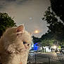 Elsa Marie is registered to the contest to win money with this photo: cat, fluffy, white_cat, night, moon, suburban, trees, house, fence, outdoor, animal, pet, fur, portrait, sky, street, light, hand, holding, expression