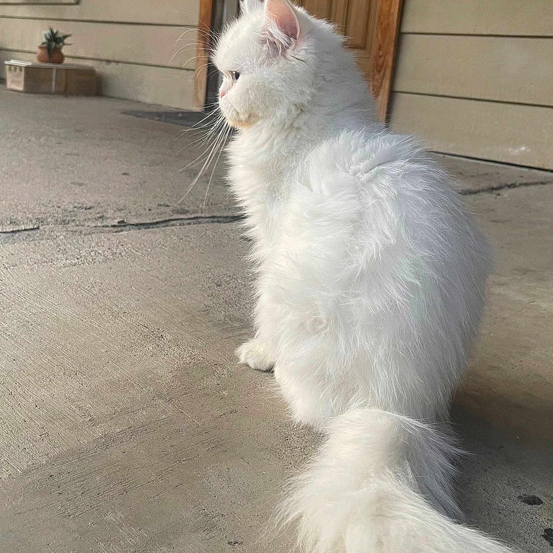 Elsa Marie is registered to the contest to win money with this photo: animal, calm, cat, concrete, domestic_cat, door, fluffy, fur, house, outdoor, pet, porch, potted_plant, profile, quiet, side_view, sitting, tail, white_cat, wooden_door