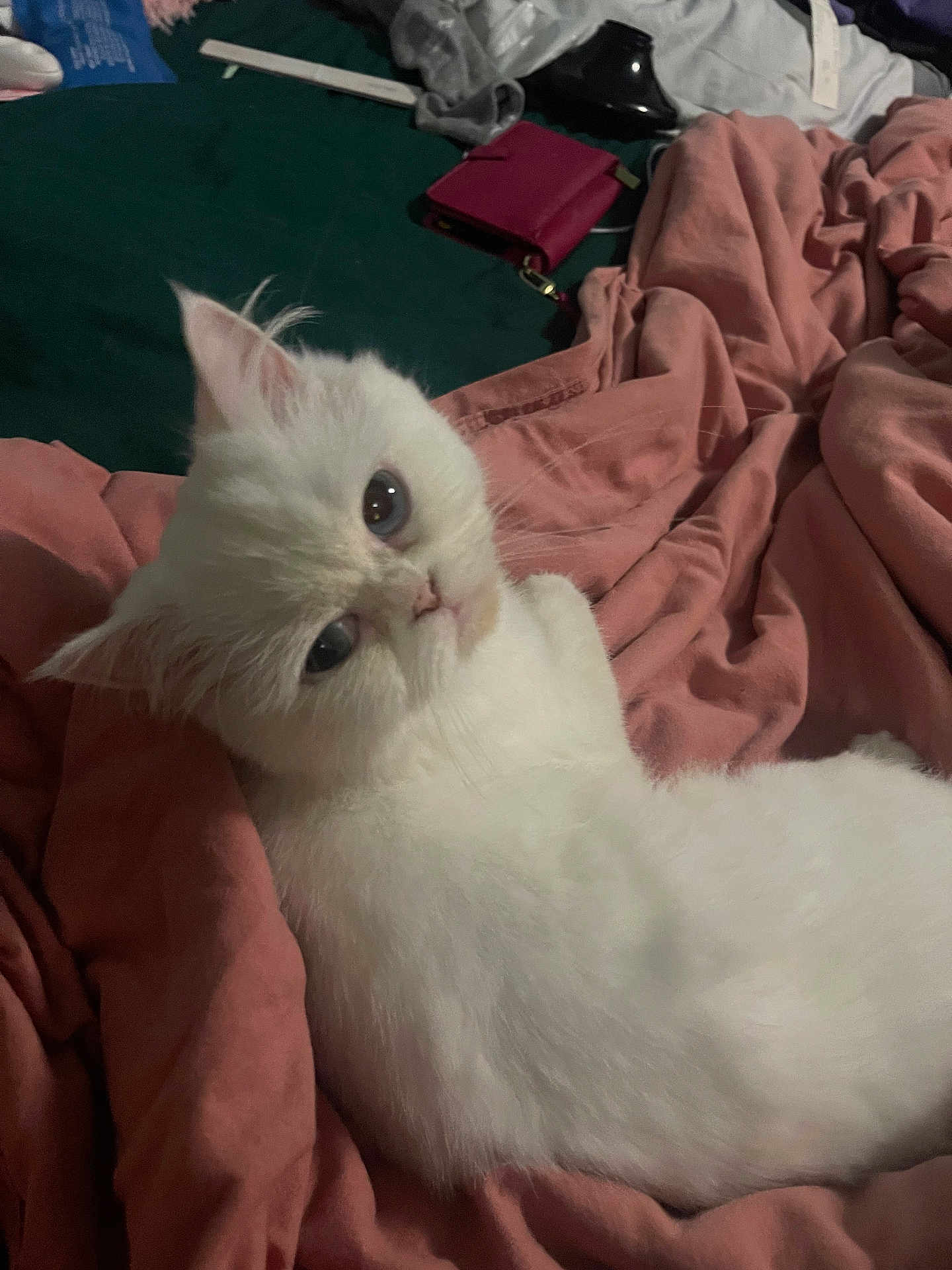 Elsa Marie joined the competition — help win amazing prizes! cat, white_cat, pet, animal, feline, fluffy, blanket, pink_blanket, indoor, domestic, cute, relaxed, lying_down, fur, whiskers, ears, eyes, bedroom, comfort, resting