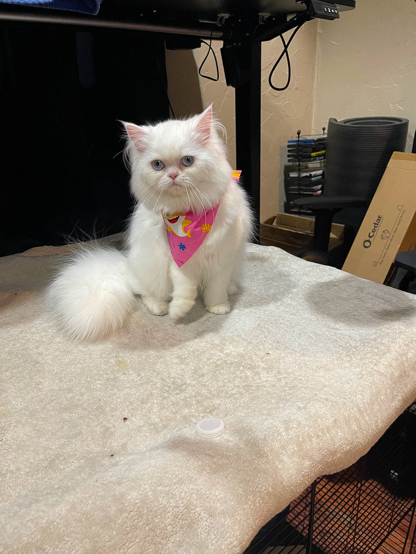 Elsa Marie joined the competition — help win amazing prizes! bandana, blanket, blue_eyes, cardboard_box, cat, chair, cozy, cute, domestic_animal, feline, fluffy_cat, home, indoor, pet, pink_bandana, shark_design, sitting, soft_texture, table, white_cat