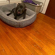 Azul joined the competition — help win amazing prizes! animal, bathing, bathtub, bulldog, canine, dog, dogbed, hardwood, hound, labradorretriever, person, pet, pitbull, puppy, stainedwood, tub, wood