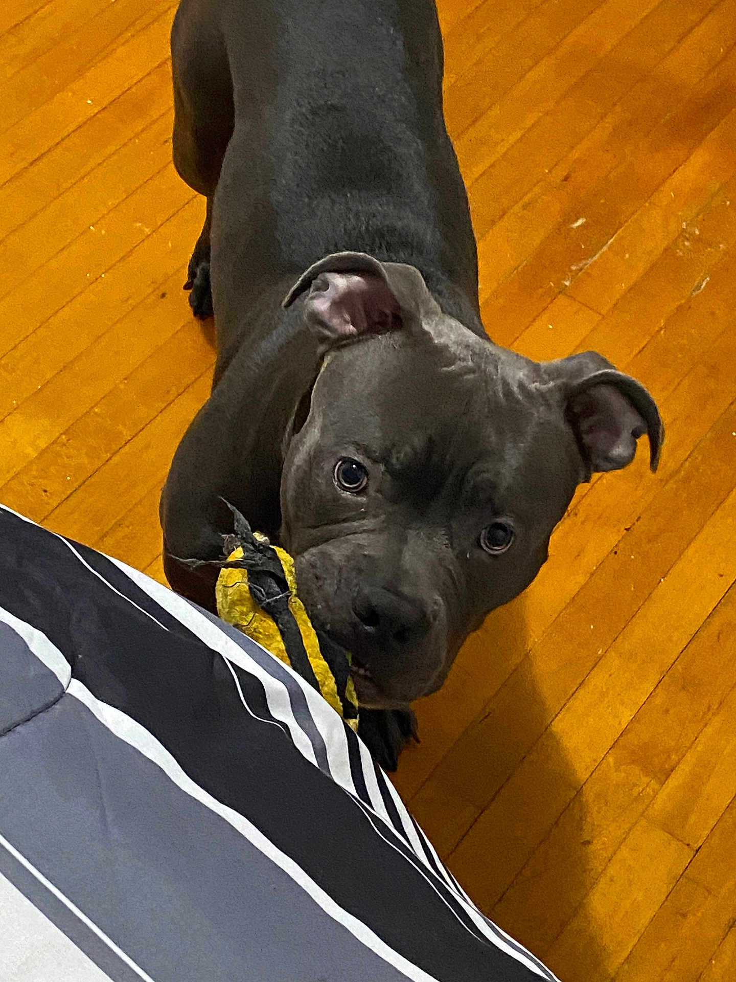 Azul is registered to the contest to win money with this photo: animal, bostonbull, boxer, bulldog, canine, couch, dog, frenchbulldog, furniture, hardwood, hound, indoors, interiordesign, labradorretriever, pet, pitbull, puppy, snout, stainedwood, wood