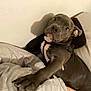 Azul joined the competition — help win amazing prizes! accessories, animal, baby, bag, bear, bed, bedroom, bulldog, canine, couch, cushion, dog, furniture, handbag, homedecor, indoors, person, pet, pitbull, puppy