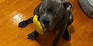 Azul joined the competition — help win amazing prizes! animal, ball, bulldog, canine, dog, frenchbulldog, hardwood, hound, indoors, interiordesign, labradorretriever, pet, pitbull, plywood, puppy, sphere, sport, stainedwood, tennis, wood