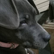 Piper is registered to the contest to win money with this photo: dog, close_up, indoor, pet, collar, hand, dark_fur, blur, animal, companion, furniture, person_hand, resting, indoor_lighting, canine, domestic_animal, side_view, soft_focus, casual, comfort