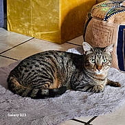 Ulysse a rejoint le concours — aidez-le/la à gagner de superbes lots ! abyssinian, animal, architecture, building, cat, chair, couch, cushion, egyptiancat, furniture, homedecor, indoors, kitten, livingroom, manx, person, pet, room, sleeping