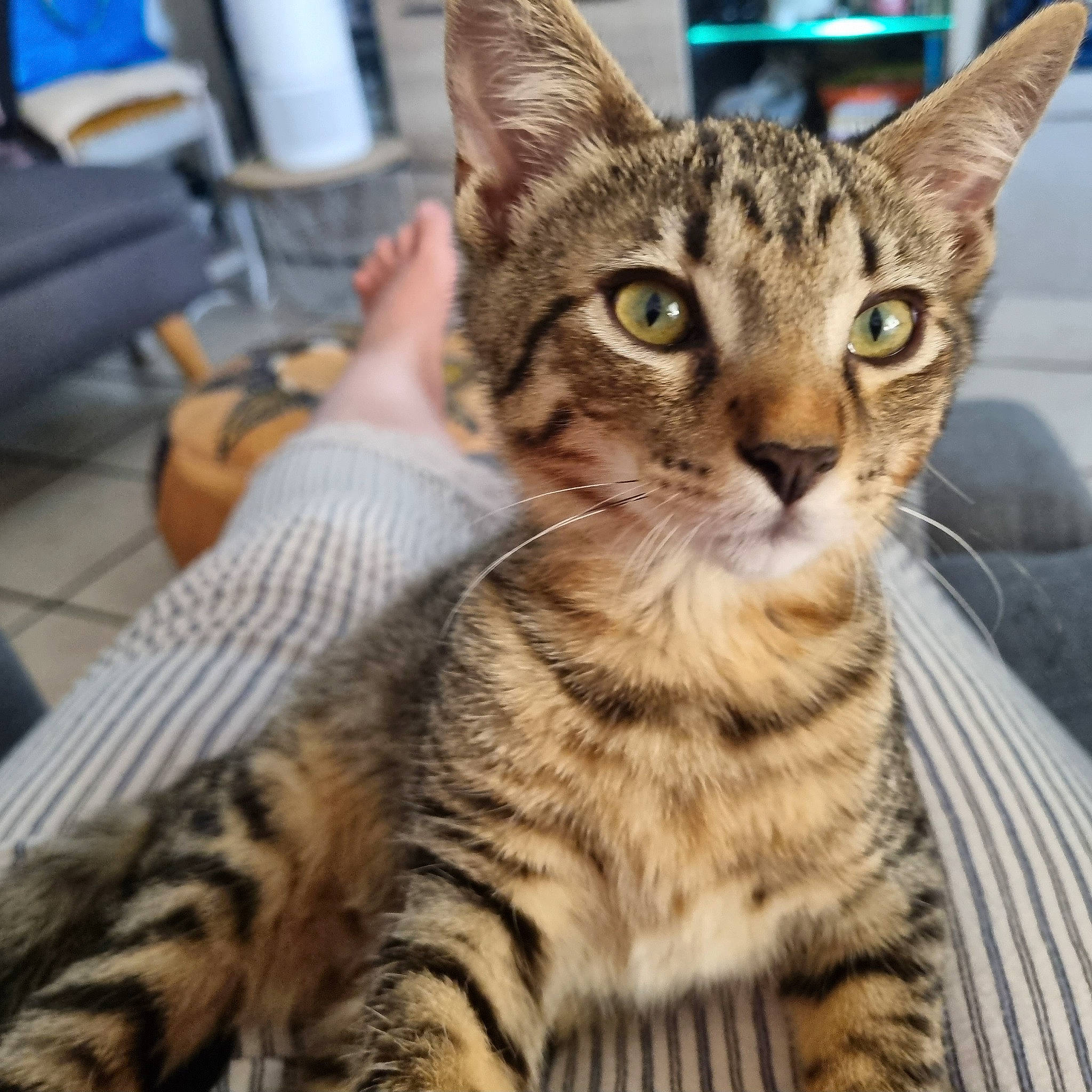 Ulysse a rejoint le concours — aidez-le/la à gagner de superbes lots ! armrest, carnivore, cat, chair, domestic_short_haired_cat, eye, felidae, fur, paw, small_to_medium_sized_cats, snout, terrestrial_animal, whiskers, wildlife