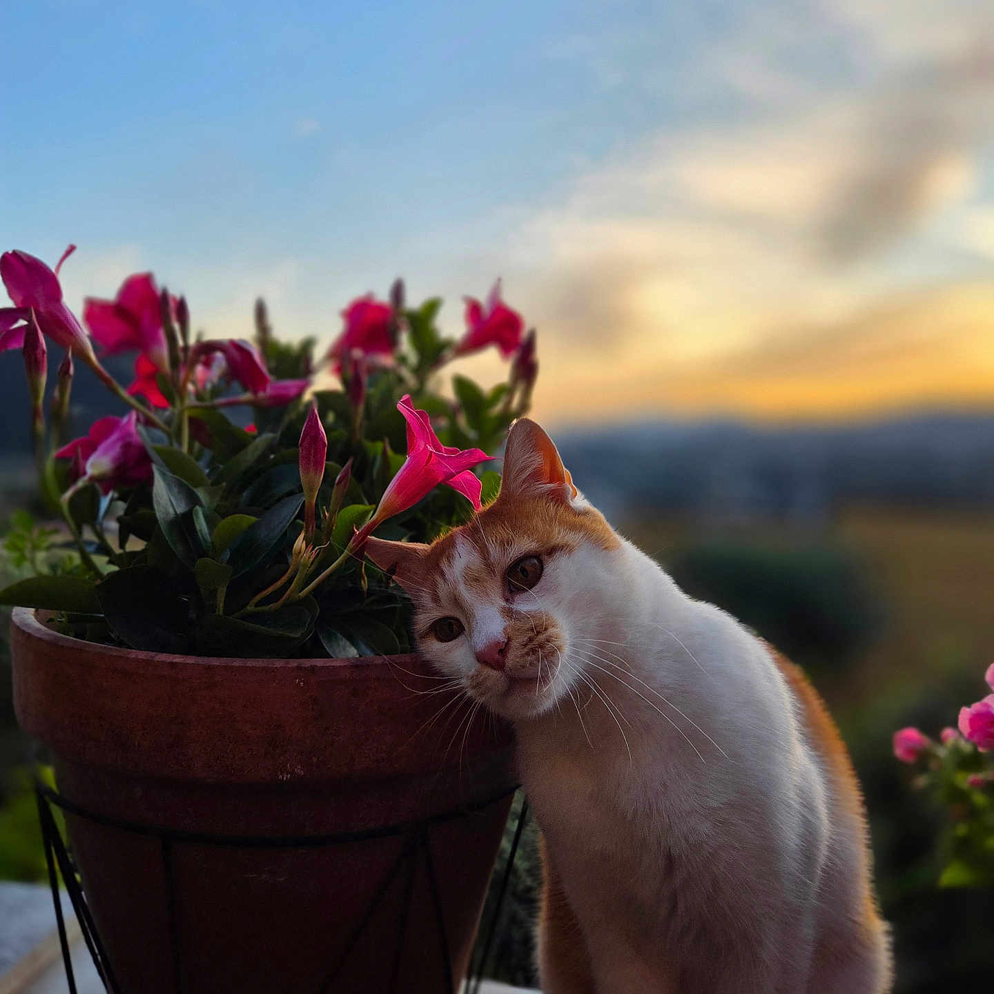 Rocky participe au concours pour gagner de l'argent avec cette photo : cat, flowerpot, pink_flowers, sunset, outdoor, plant, pet, nature, animal, green_leaves, orange_and_white_cat, blurred_background, sky, serene, cute, feline, closeup, potted_plant, peaceful, whiskers