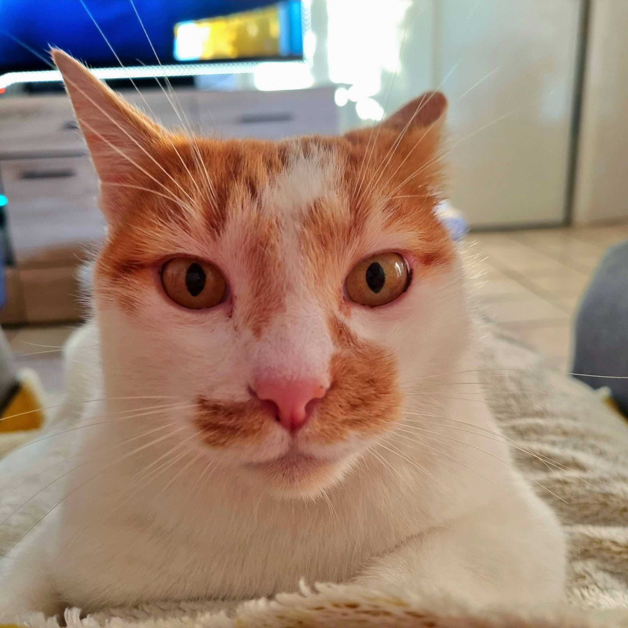 Rocky participe au concours pour gagner de l'argent avec cette photo : carnivore, cat, domestic_short_haired_cat, ear, eye, fawn, felidae, fur, paw, pet_supply, small_to_medium_sized_cats, snout, terrestrial_animal, whiskers, window