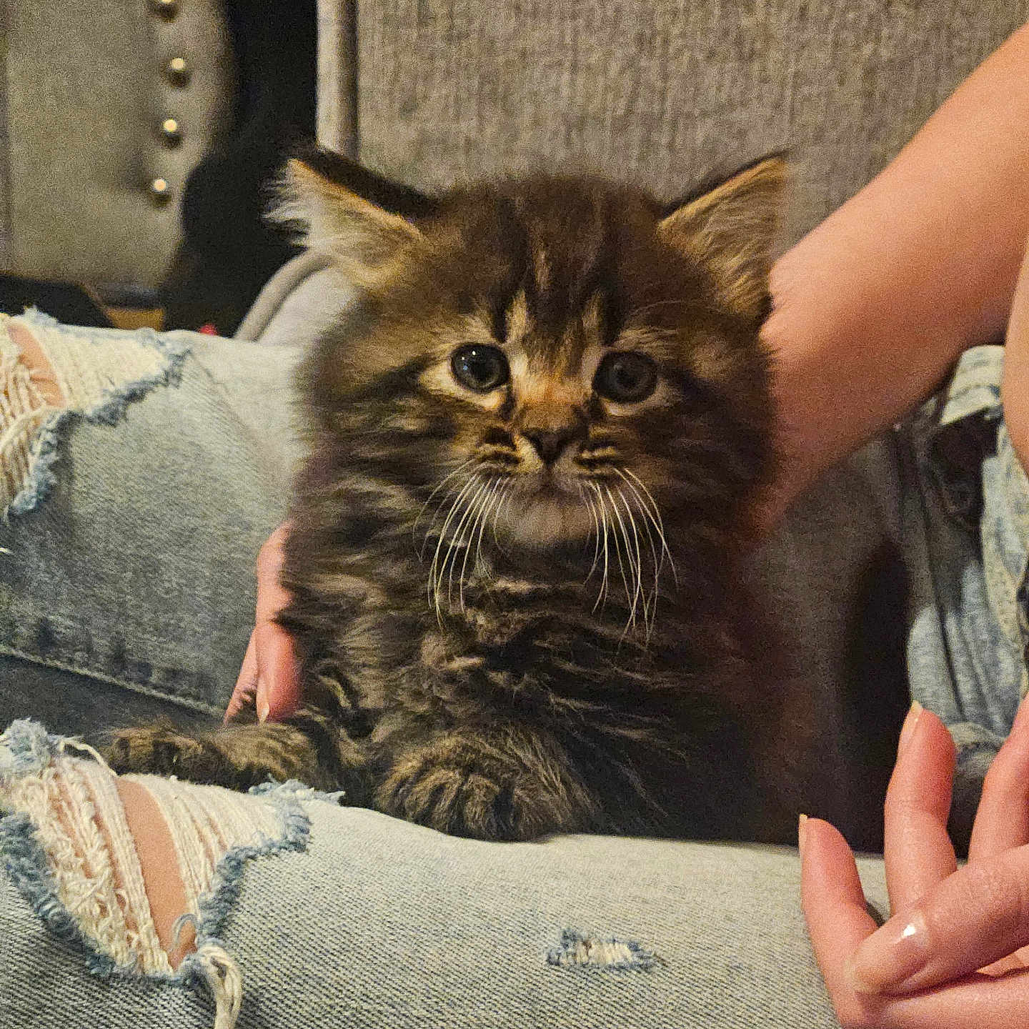 Lorenzo is registered to the contest to win money with this photo: cat, closeup, comfort, cozy, cute, domestic_animal, fur, furry, hand, home, indoor, kitten, lap, person, pet, relaxed, ripped_jeans, sitting, whiskers, young_cat