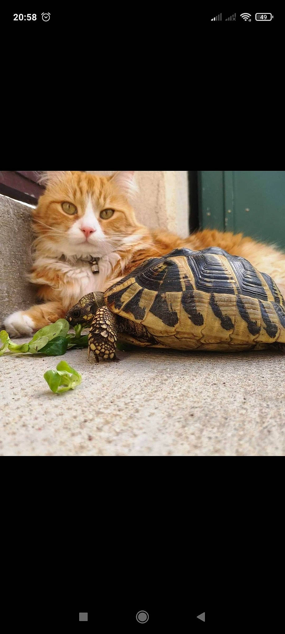 Nesta a rejoint le concours — aidez-le/la à gagner de superbes lots ! carnivore, cat, claw, comfort, domestic_short_haired_cat, fawn, felidae, flooring, fur, grass, paw, small_to_medium_sized_cats, snout, table, tail, terrestrial_animal, whiskers, wildlife, window, wood