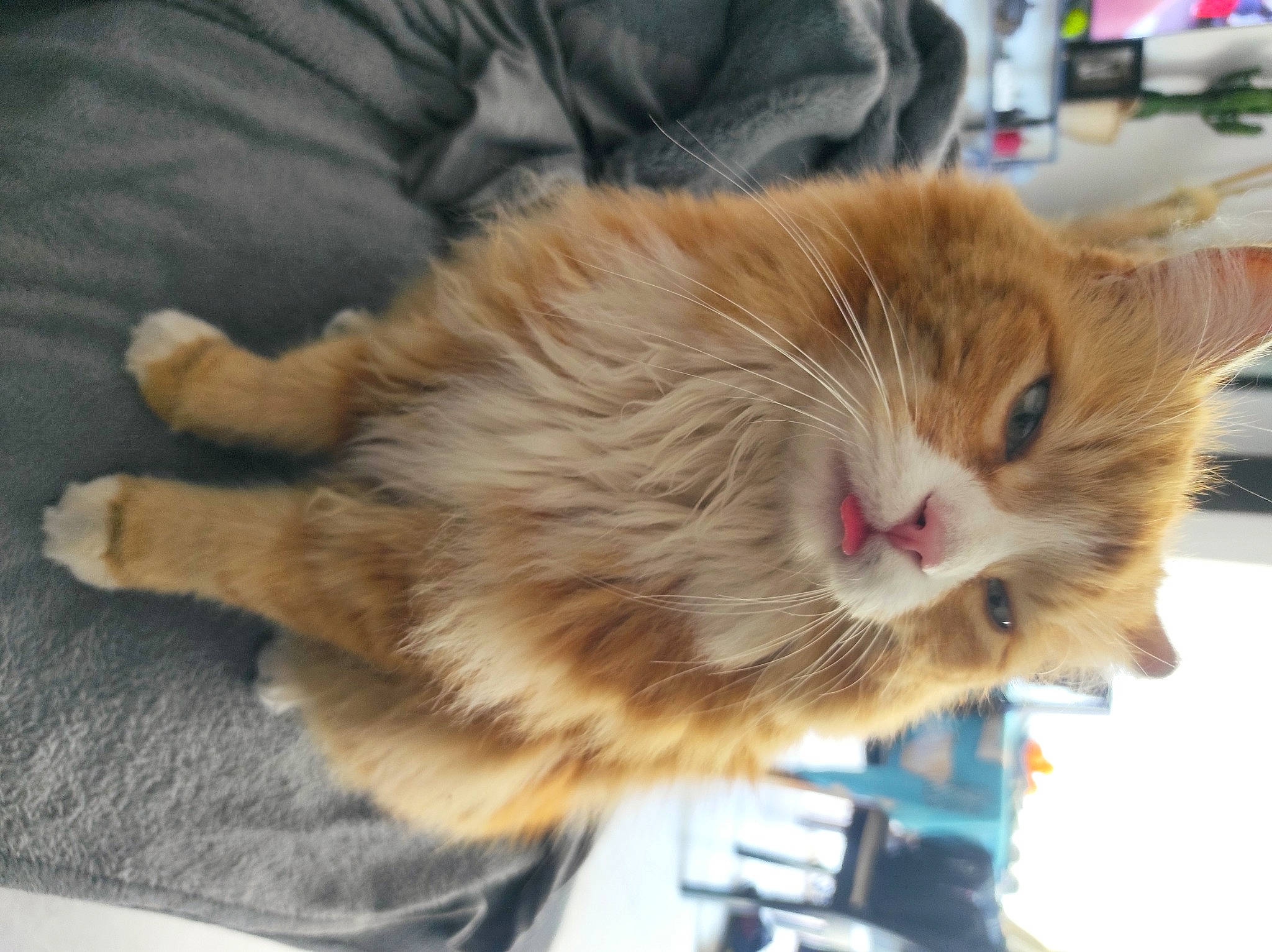 Nesta participe au concours pour gagner de l'argent avec cette photo : box, british_longhair, carnivore, cat, claw, comfort, companion_dog, domestic_short_haired_cat, fawn, felidae, fur, paw, small_to_medium_sized_cats, snout, tail, terrestrial_animal, whiskers