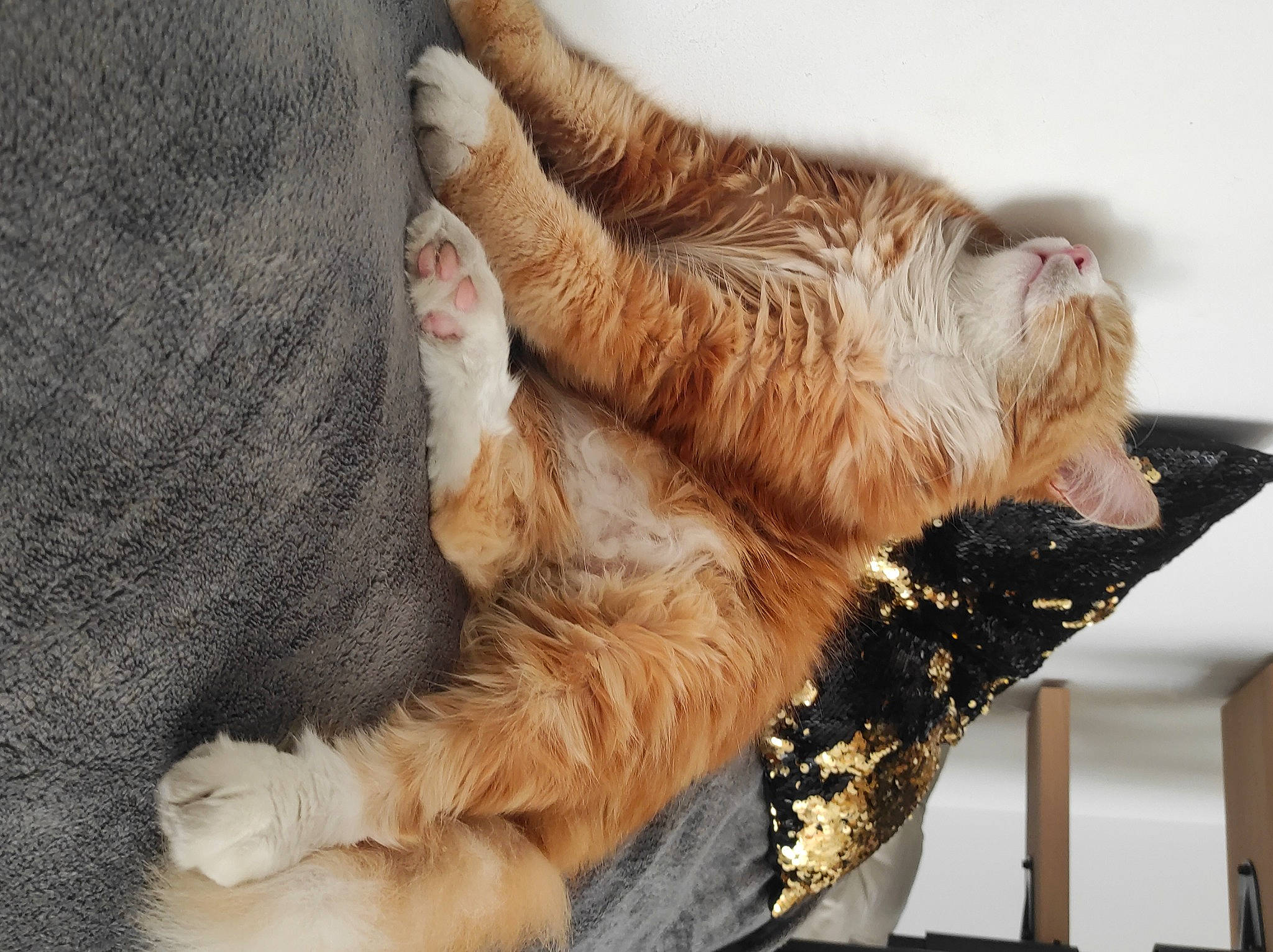 Nesta participe au concours pour gagner de l'argent avec cette photo : canidae, carnivore, cat, claw, comfort, domestic_short_haired_cat, fawn, felidae, foot, fur, gesture, human_leg, mammal, paw, small_to_medium_sized_cats, tail, terrestrial_animal, vertebrate, whiskers, wood