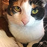 cat, calico_cat, pet, animal, close_up, portrait, green_eyes, whiskers, pink_nose, fur, tri_color, white_fur, black_fur, orange_fur, paws, sitting, indoor, cozy, blanket, looking_at_camera