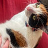 cat, calico_cat, pet, animal, feline, green_eyes, whiskers, pink_nose, fur, tricolor, white_fur, black_fur, orange_fur, collar, indoor, cushion, red_background, human_hand, close_up, portrait