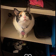 Ramona is registered to the contest to win money with this photo: cat, tuxedo_cat, pet, animal, sitting, shelf, closet, storage, clothing, pink_fabric, black_box, indoors, portrait, wide_eyes, collar, tag, white_fur, black_fur, heart_doodle, home