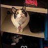 cat, tuxedo_cat, pet, animal, sitting, shelf, closet, storage, clothing, pink_fabric, black_box, indoors, portrait, wide_eyes, collar, tag, white_fur, black_fur, heart_doodle, home