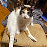 cat, calico_cat, pet, animal, feline, white_fur, orange_fur, black_fur, green_eyes, whiskers, pink_nose, sitting, lounging, chair, floral_fabric, indoor, home, wooden_floor, furniture, portrait