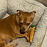 dog, brown_dog, pet, dog_bed, plush_toy, carrot_toy, indoor, floor, wooden_floor, resting, relaxed, canine, furry, small_dog, cute, animal, companion, cozy, soft, home