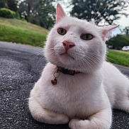 Snowie joined the competition — help win amazing prizes! animal, bell, cat, close_up, collar, ears, feline, grass, greenery, nature, outdoor, pavement, pet, portrait, relaxed, resting, sky, trees, whiskers, white_cat